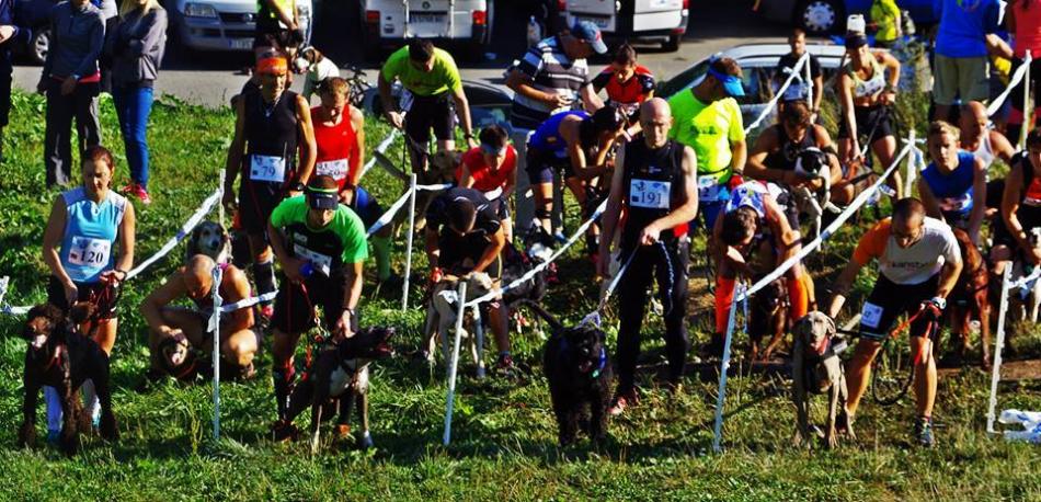 Каникросс: техника спортивного бега с собакой и секреты обучения