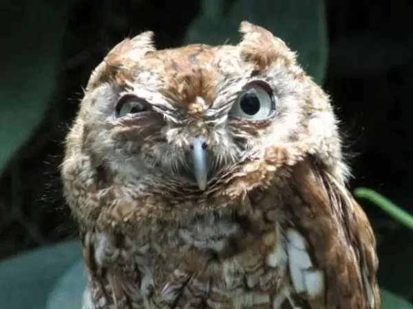 Анонс Crazy Owl 50 - интервью с Михаилом Долгим
