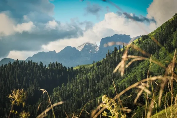 Результаты Abkhazia Wild Mountain Race